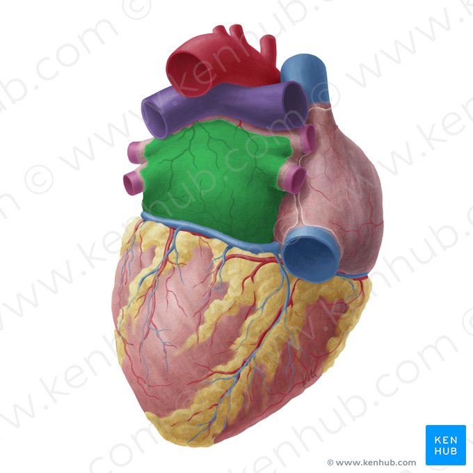 Atrio izquierdo (Atrium sinistrum cordis); Imagen: Yousun Koh