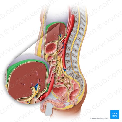 Diafragma (Diaphragma); Imagen: Paul Kim