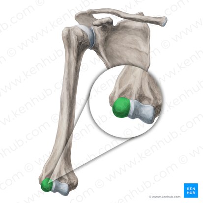 Capitulum of humerus (Capitulum humeri); Image: Yousun Koh