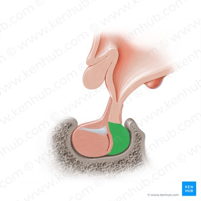 Porción nerviosa de la hipófisis (Pars nervosa hypophysis); Imagen: Paul Kim