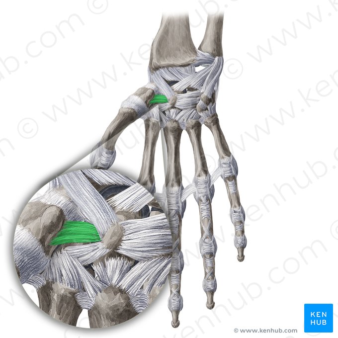 Ligament trapézoïdocapital interosseux (Ligamentum trapezocapitatum); Image : Yousun Koh