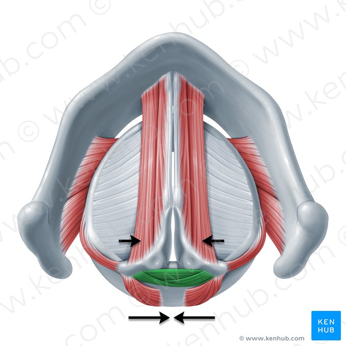Action of transverse and oblique arytenoid muscles (Functio musculorum arytenoidei transversi et obliqui); Image: Paul Kim