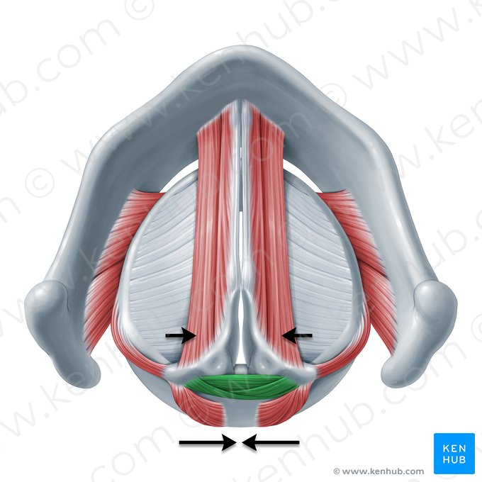 Ação dos músculos aritenóideos transverso e oblíquo (Functio musculorum arytenoidei transversi et obliqui); Imagem: Paul Kim