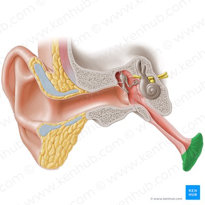 Nasofaringe (Pars nasalis pharyngis); Imagem: Paul Kim