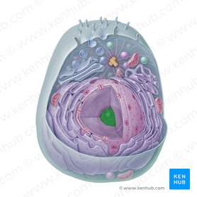 Cell nucleus: Histology, structure and functions | Kenhub