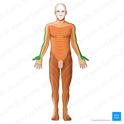 C6 dermatome (Dermatoma C6); Image: Irina Münstermann