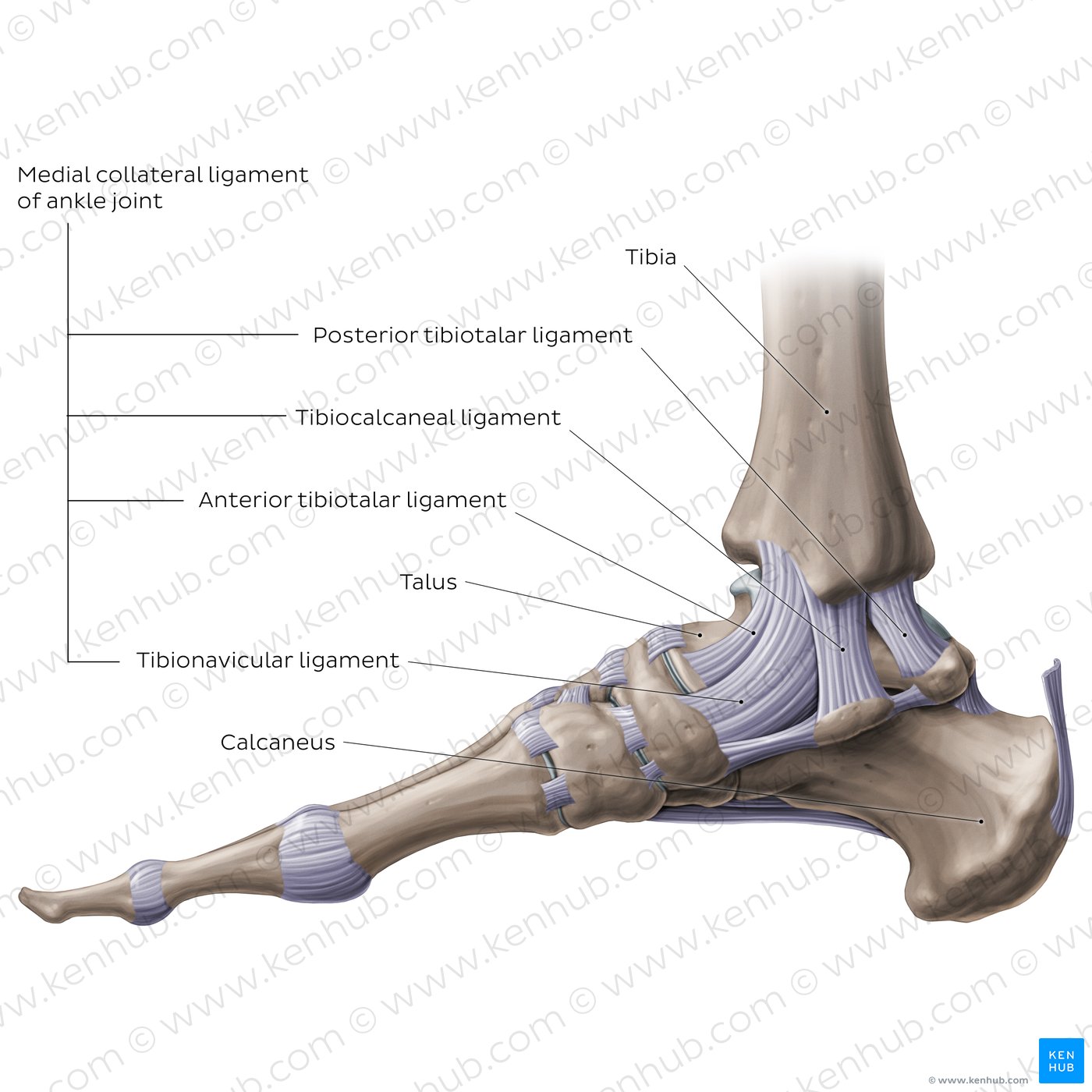 Anatomy of the ankle joint: Medial view
