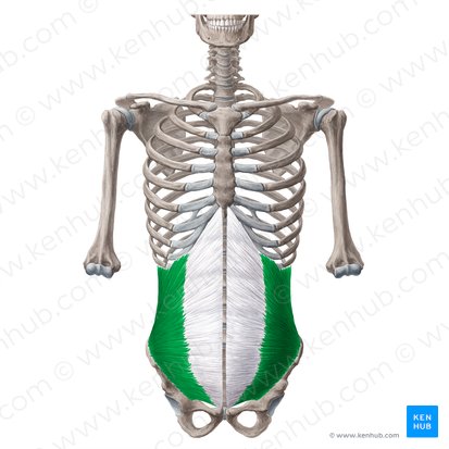 Internal abdominal oblique muscle (Musculus obliquus internus abdominis); Image: Yousun Koh