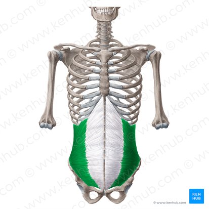 Músculo oblíquo interno do abdome (Musculus obliquus internus abdominis); Imagem: Yousun Koh