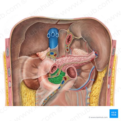 Cabeza del páncreas (Caput pancreatis); Imagen: Irina Münstermann