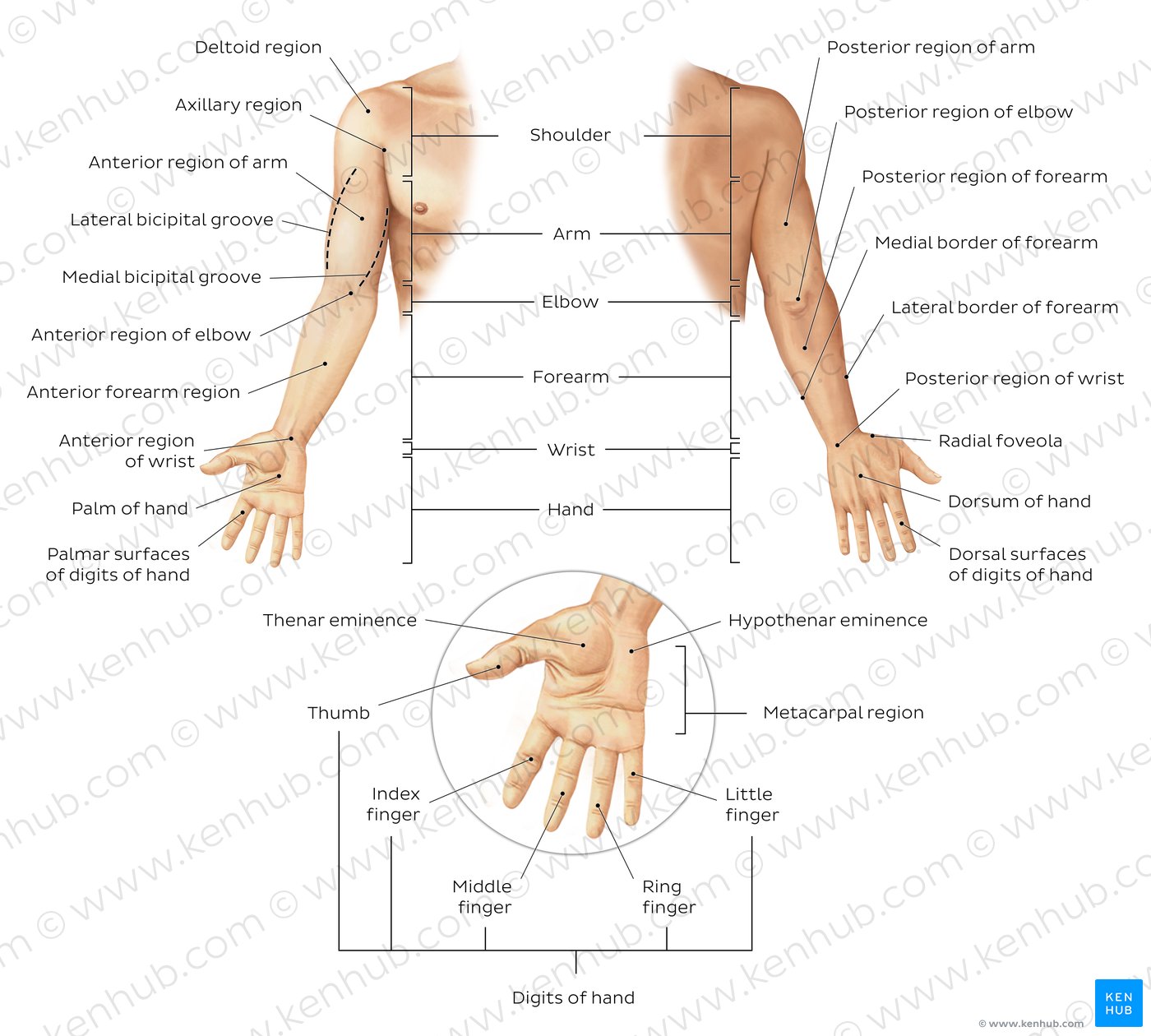 Regions of the upper extremity