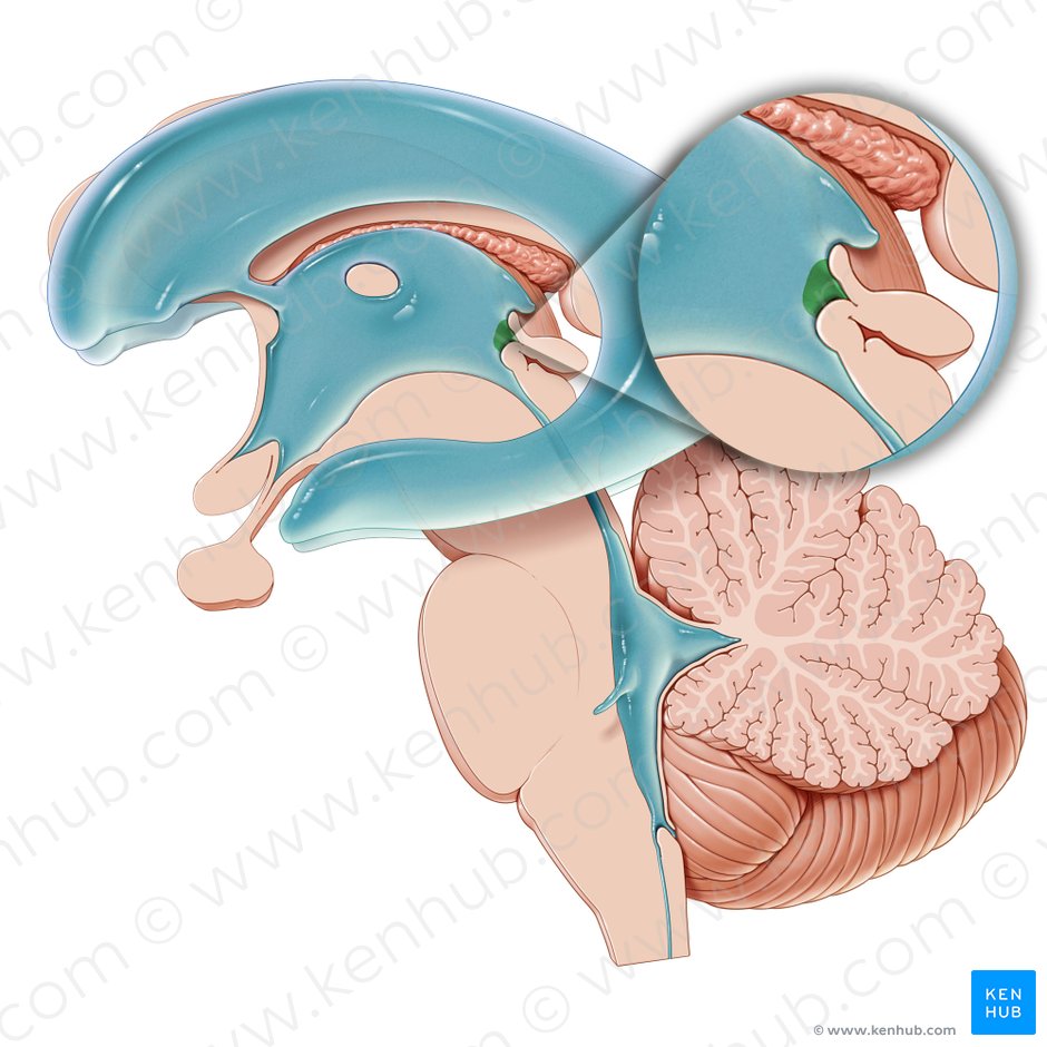 pineal-gland-anatomy-histology-and-blood-supply-kenhub