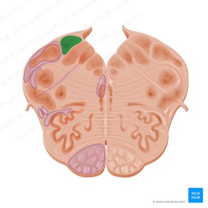 Medial vestibular nucleus (Nucleus vestibularis medialis); Image: Paul Kim