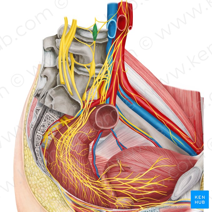 Lumbar ganglion of sympathetic trunk (Ganglion lumbale trunci sympathici); Image: Irina Münstermann