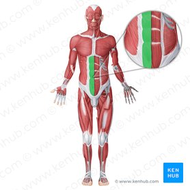 Internal abdominal oblique: Origin, insertion and action | Kenhub
