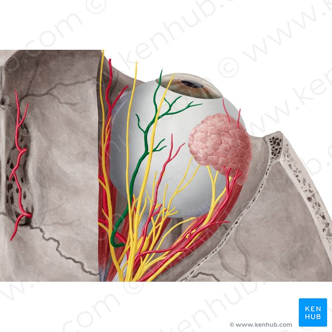 Supraorbital artery (Arteria supraorbitalis); Image: Yousun Koh