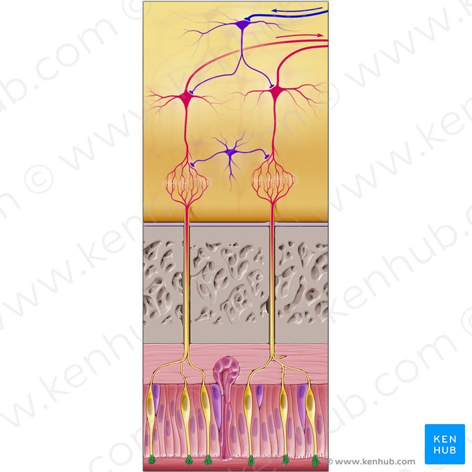 Olfactory cilia (Cilia olfactoria); Image: Paul Kim