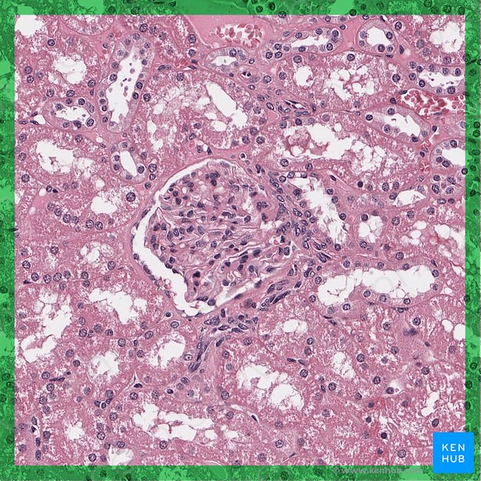 Corpúsculo renal (Corpusculum renale); Imagen: 