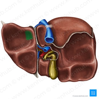 Impressio oesophagea hepatis (Speiseröhrenabdruck der Leber); Bild: Irina Münstermann