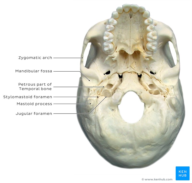 Mastoid process in a cadaveric skull.