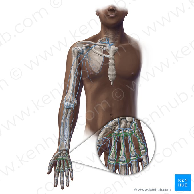 Arco venoso palmar profundo (Arcus venosus palmaris profundus); Imagem: Paul Kim