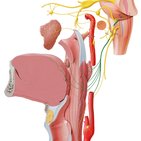 Glossopharyngeal nerve (Cranial nerve IX)