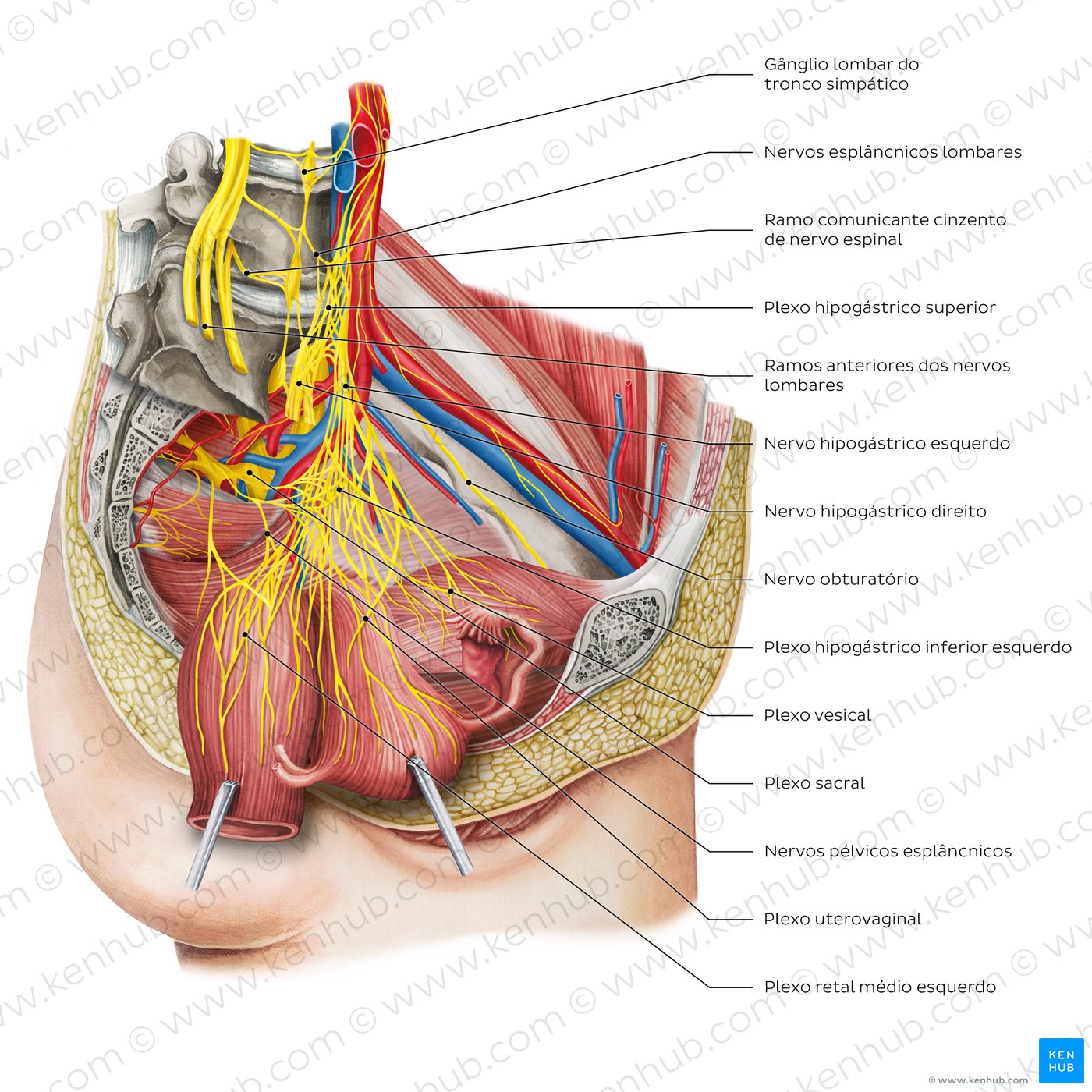 Nerves of the female pelvis (overview diagram)