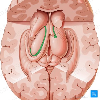 Plexus choroideus ventriculi lateralis (Adergeflecht des Seitenventrikels); Bild: Paul Kim