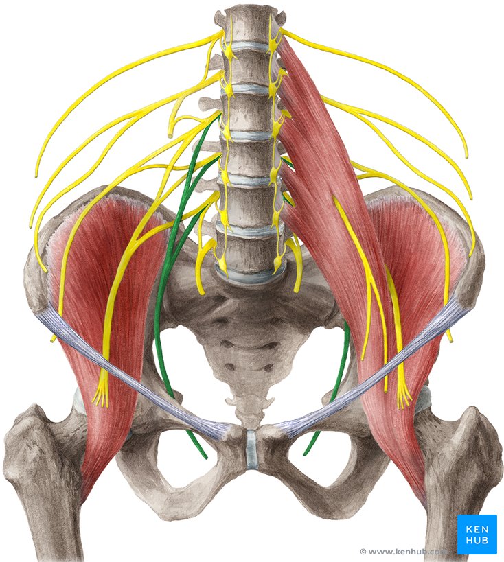 Obturatorius externus мышца