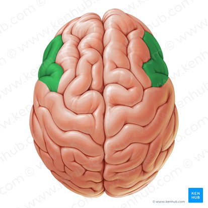 Gyrus frontalis inferior (Untere Stirnwindung); Bild: Paul Kim