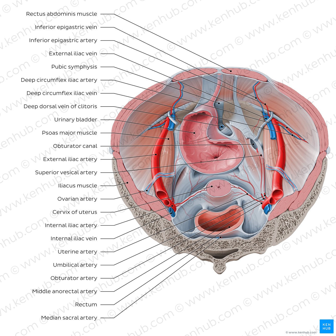 Iliopsoas relations to abdominopelvic organs (superior view)