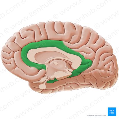 Limbic lobe (Lobus limbicus); Image: Paul Kim