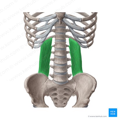 Musculus quadratus lumborum (Viereckiger Lendenmuskel); Bild: Yousun Koh