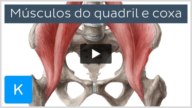 Músculos trabalhados durante o agachamento sumô: Quadríceps; Conjunto dos  músculos adutores (adutor longo, médio e curto/ pectíneo e grácil);  Glúteo, By Jeane Personal Trainer