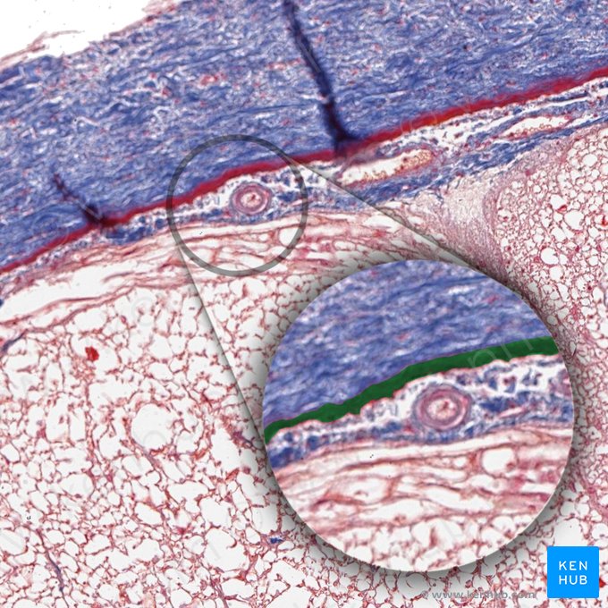 Célula da borda dural (Lamina neurothelialis durae matris); Imagem: 