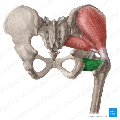 Músculo quadrado femoral (Musculus quadratus femoris); Imagem: Liene Znotina