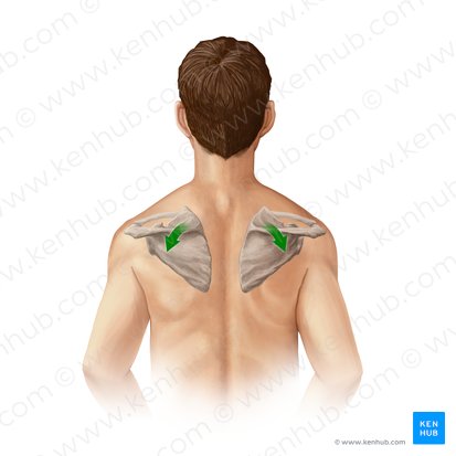 Rotación inferior de la escápula (Rotatio inferior scapulae); Imagen: Paul Kim