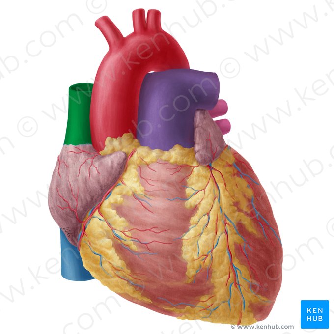 Superior vena cava (Vena cava superior); Image: Yousun Koh