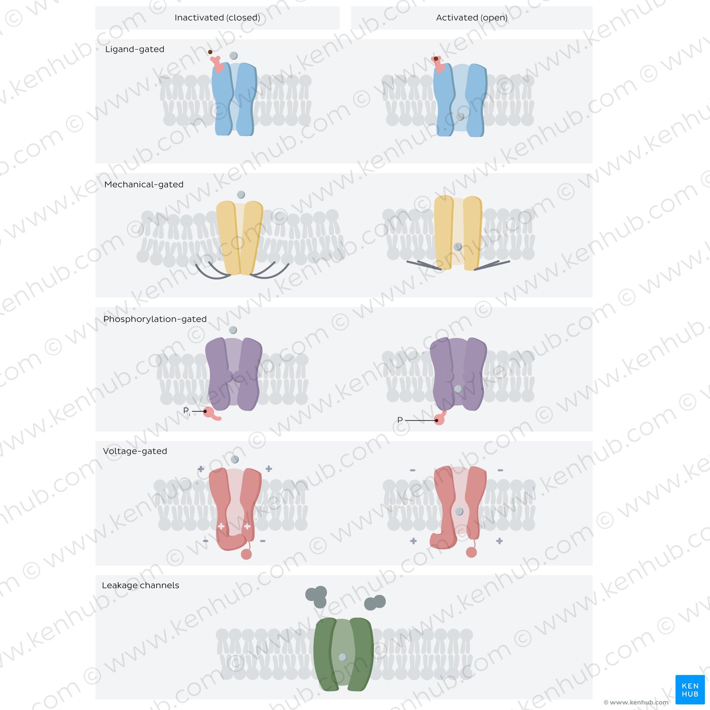 Ion channels: different types in open and closed states