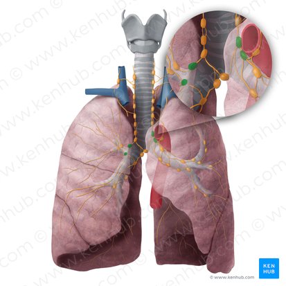 Nodi lymphoidei tracheobronchiales superiores (Obere tracheobronchiale Lymphknoten); Bild: Begoña Rodriguez