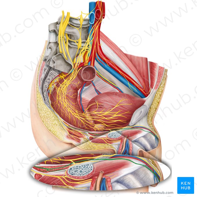 Dorsal nerve of penis (Nervus dorsalis penis); Image: Irina Münstermann