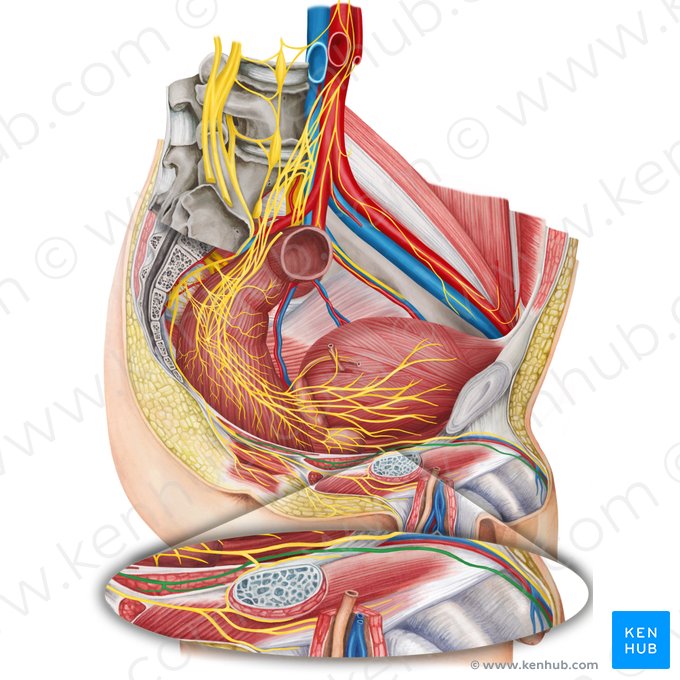 Nervo dorsal do pênis (Nervus dorsalis penis); Imagem: Irina Münstermann