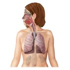 Respiratory system