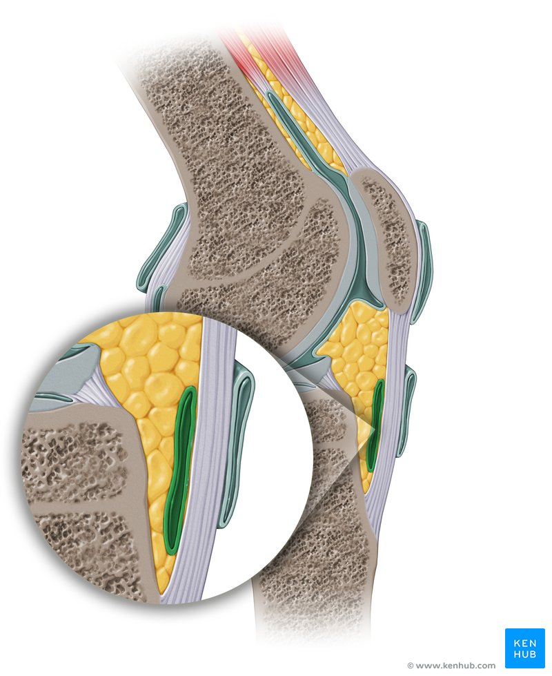 Bursa Anatomy, structure and function Kenhub