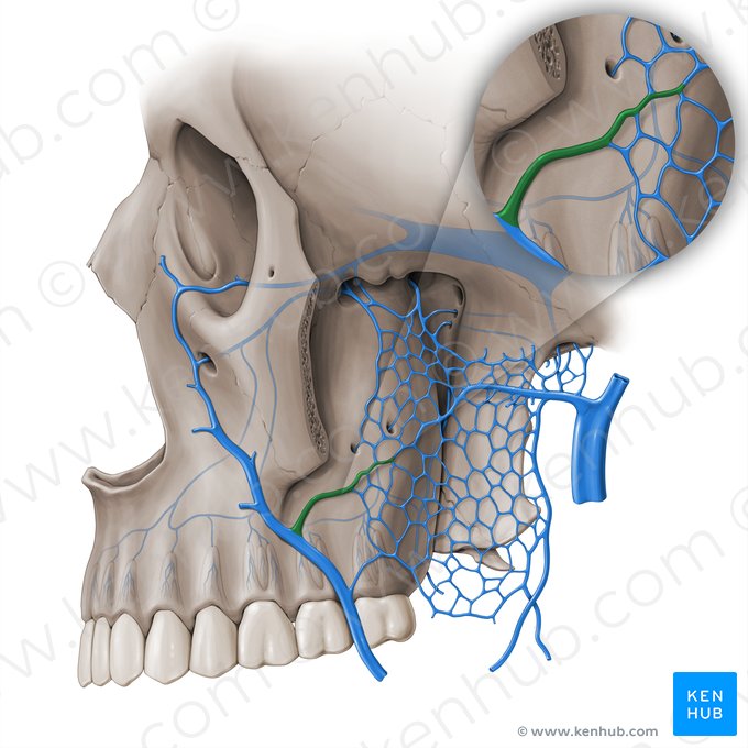 Vena facial profunda (Vena facialis profunda); Imagen: Paul Kim