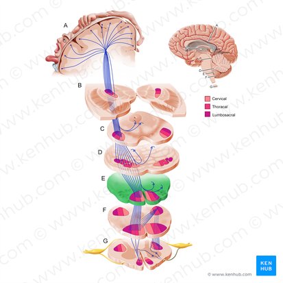 Superior medulla oblongata (Pars superior medullae oblongatae); Image: Paul Kim