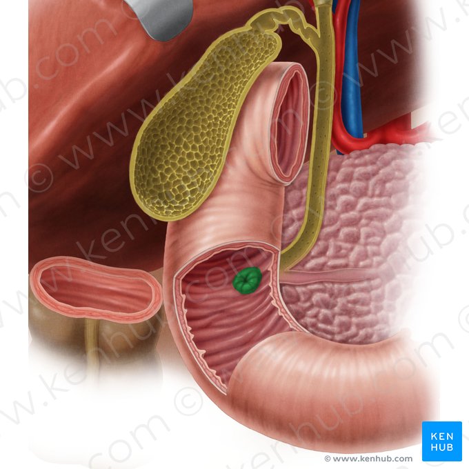 Major duodenal papilla (Papilla major duodeni); Image: Samantha Zimmerman