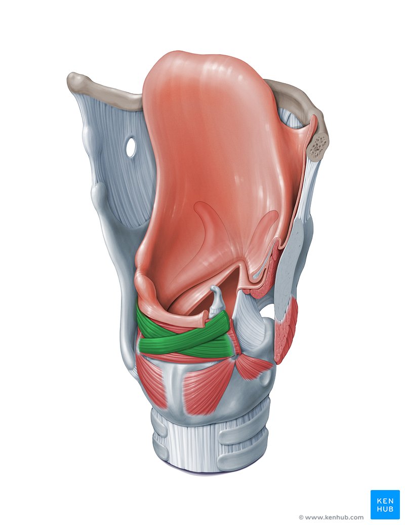 Oblique arytenoid muscle (musculus arytenoideus obliquus)