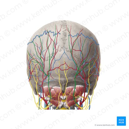 Greater occipital nerve (Nervus occipitalis major); Image: Yousun Koh