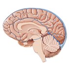 Inferior sagittal sinus